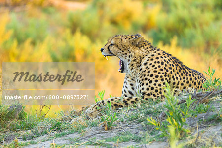 Cheetah (Acinonyx jubatus) lying on the ground yawning at the Okavango Delta in Botswana, Africa