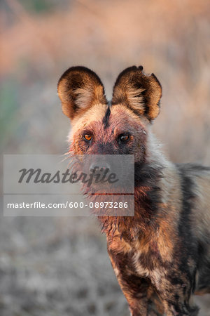 Portrait of a wild dog (Lycaon pictus) looking at the camera after feedng at the Okavango Delta in Botswana, Africa