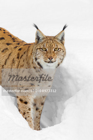 Portrait of an Eurasian Lynx (Lynx lynx) standing in deep snow and looking at the camera in Bavaria, Germany