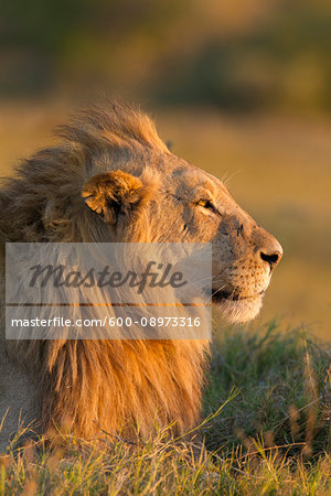 Profile portrait of an African lion (Panthera leo) at sunrise, looking into the distance at the Okavango Delta in Botswana, Africa