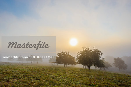 Countryside with apple trees in fields and the sun glowing through the morning mist in the community of Grossheubach in Bavaria, Germany Countryside with apple trees in fields and the sun glowing through the morning mist in the community of Grossheubach in Bavaria, Germany