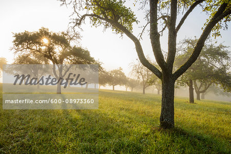 Silhouette of apple trees in a field with the sun shining through the morning mist in the village of Schmachtenberg in Bavaria, Germany Silhouette of apple trees in a field with the sun shining through the morning mist in the village of Schmachtenberg in Bavaria, Germany