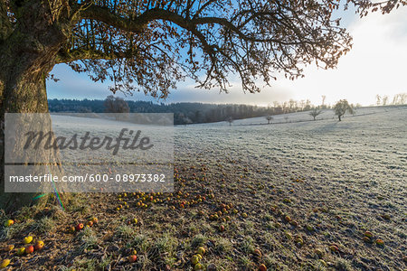 Countryside with apple tree in autumn with hoarfrost over the fields in the district of Vielbrunn in the Odenwald hills in Hesse, Germany