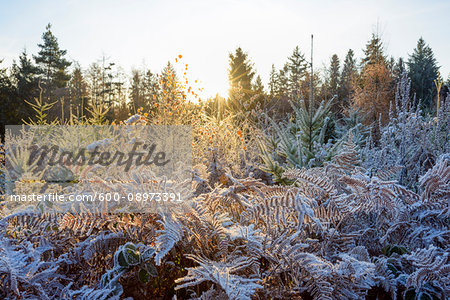 Autumn forest with morning sun and rime covering the plants in the Odenwald hills in Bavaria, Germany Autumn forest with morning sun and rime covering the plants in the Odenwald hills in Bavaria, Germany