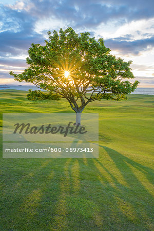 Sun shining through a maple tree on a golf course on the coast at sunset at North Berwick in Scotland, United Kingdom