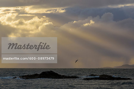 Scottish coast at sunset with sunrays and seabird flying over the ocean at Mallaig in Scotland, United Kingdom