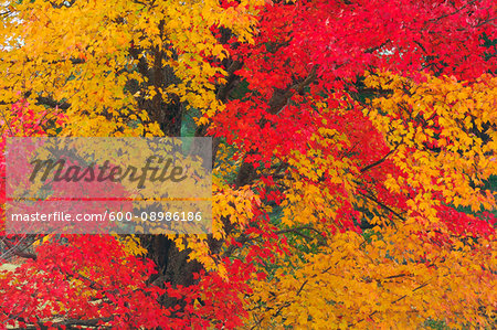 Close up of Maple Tree (Acer) with red and yellow fall foliage in New Hampshire, New England, USA
