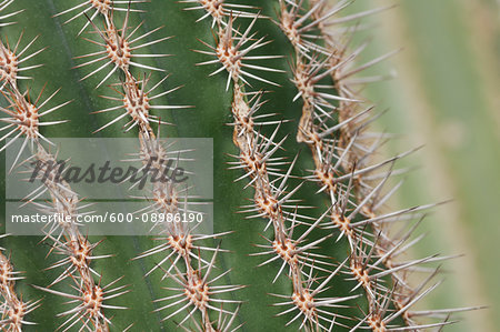 Close-up of thorns of the cardon cactus (Pachycereus Pringlei) in the Botanical Gardens, Mexico