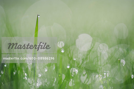 Close-up of dew on grass in Bavaria, Germany