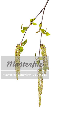 Brich tree (Betula) twig with new leaves and male and female catkins on white background, Germany