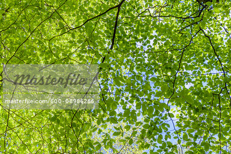 Fresh green lime tree leaves in spring on the Isle of Skye in Scotland, United Kingdom