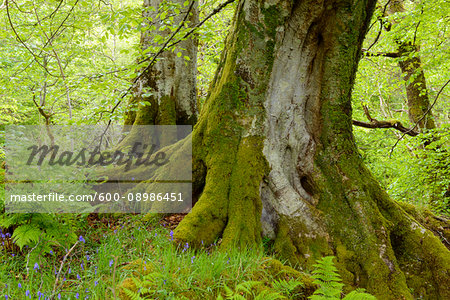 Close-up of old beech trees near Armadale on the Isle of Skye in Scotland, United Kingdom