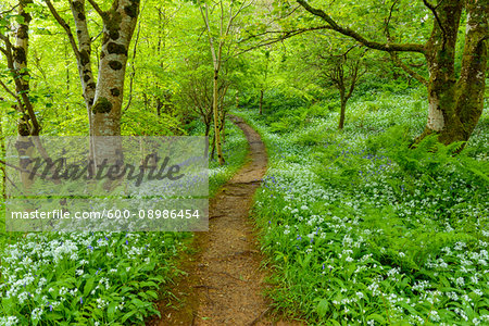 Pathway through spring forest with bear's garlic and bluebells near Armadale on the Isle of Skye in Scotland, United Kingdom