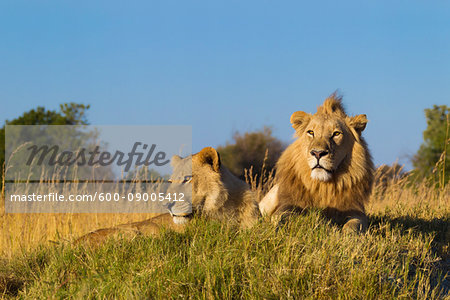 African lion and lioness (Panthera leo) lying in the grass together looking into the distance at Okavango Delta in Botswana, Africa