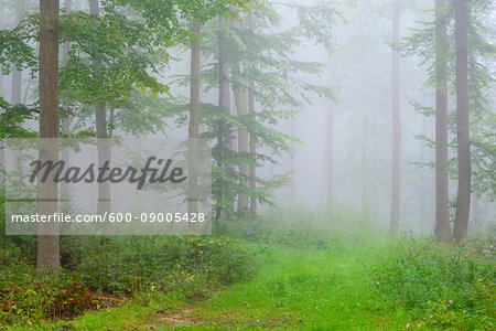 Beech forest with undergrowth and a grassy clearing on a misty morning in the Nature Park in the Spessart mountains in Bavaria, Germany