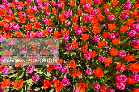 Colorful red and pink tulips in spring at the Keukenhof Gardens in Lisse, South Holland in the Netherlands