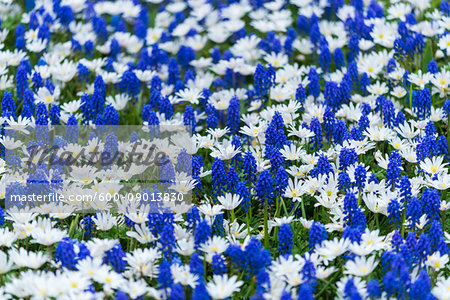 Blue grape hyacinth and white daisy flowers in spring at the Keukenhof Gardens in Lisse, South Holland in the Netherlands