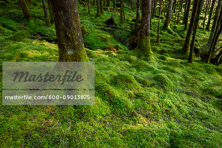 Strong mossy tree trunks and forest floor in a conifer forest at Loch Awe in Argyll and Bute in Scotland