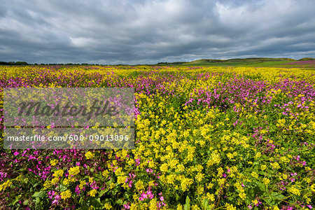Blooming canola field with pink flowering plant on a cloudy day at Bamburgh in Northumberland, England, United Kingdom
