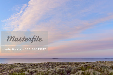 Pastel clouds over the North Sea at sunrise with dune grass on the beach at Bamburgh in Northumberland, England, United Kingdom