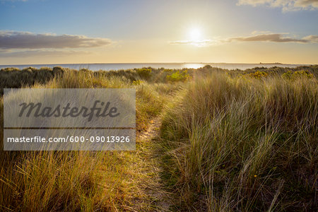 Path through sand dunes to the North Sea at sunrise at Bamburgh in Northumberland, England, United Kingdom