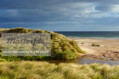 Wind blowing the dune grass on the beach with a small river and the North Sea in the background at Bamburgh in Northumberland, England, United Kingdom