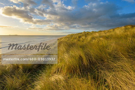 Dune grass on sand dunes on the beach at sunrise along the North Sea at Bamburgh in Northumberland, England, United Kingdom