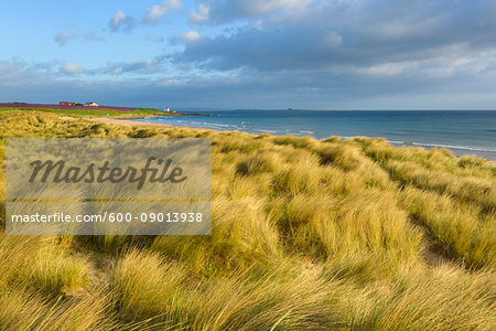 Dune grass along the beach at Bamburgh with the North Sea in Northumberland, England, United Kingdom