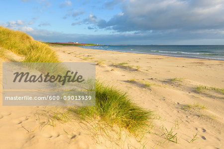 Sand dunes on the beach at Bamburgh with the North Sea in the background in Northumberland, England, United Kingdom