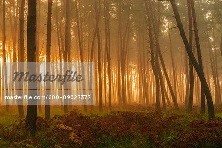 Silhouetted tree trunks in pine forest on misty morning at sunrise in Hesse, Germany