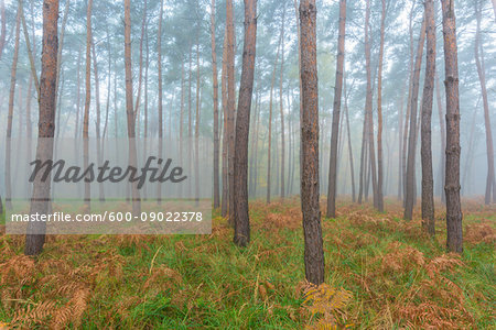 Close-up of tree trunks in a pine forest on misty morning in autumn in Hesse, Germany