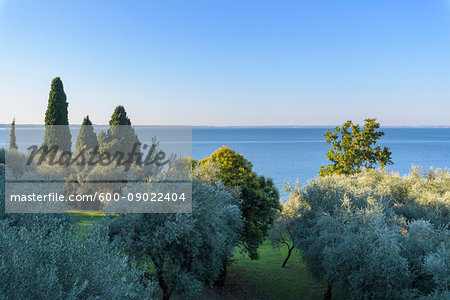 Overview of olive grove and Lake Garda (Lago di Garda) in Garda, Veneto, Italy