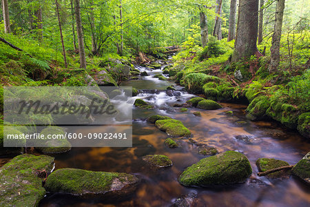 Mountain stream after rain at Kleine Ohe at Waldhauser in the Bavarian Forest National Park in Bavaria, Germany