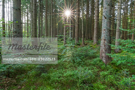 Forest with sun at Neuschoenau in the Bavarian Forest National Park in Bavaria, Germany