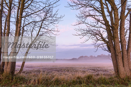 Bare trees and misty meadow in Autumn at dawn in Hesse, Germany