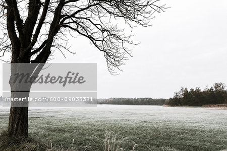 Silhouette of lonely tree on misty meadow on an Autumn morning in Hesse, Germany Silhouette of lonely tree on misty meadow on an Autumn morning in Hesse, Germany