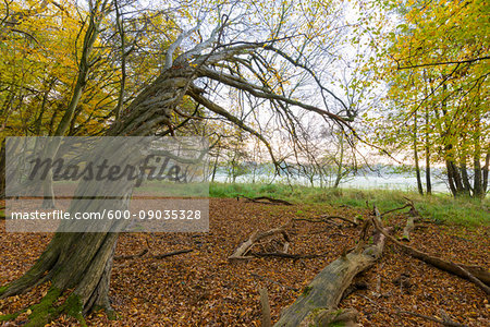 Old, dead tree trunk in forest in Autumn in Hesse, Germany