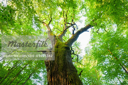 oak tree in summer