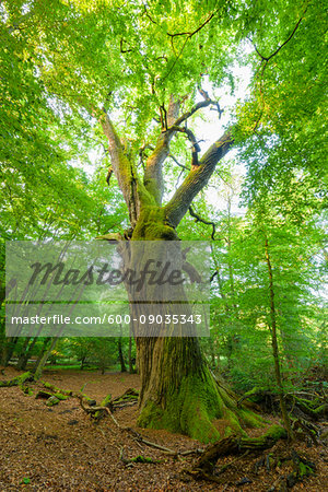 twisted tree trunk