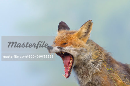 Close-up of a red fox (Vulpes vulpes) screaming in Summer in Hesse, Germany