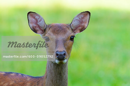 Close-up portrait of female, Japanese Deer (Cervus nippon) in Hesse, Germany