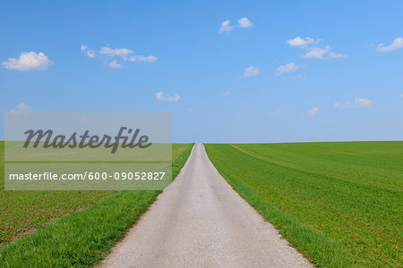 Road through a cereal grain field on a sunny day in spring in Burgenland, Austria