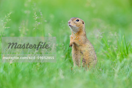Portrait of European ground squirrel (Spermophilus citellus) standing on hind legs in field in Burgenland, Austria
