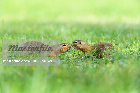 Two, European ground squirrels (Spermophilus citellus) meeting nose to nose in field in Burgenland, Austria