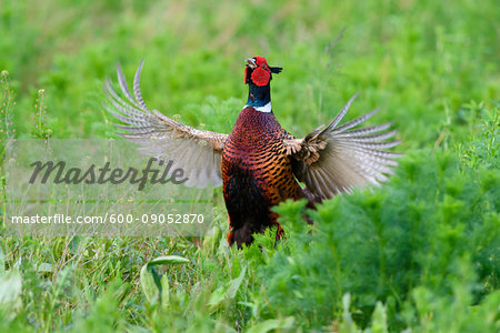 Ring-necked pheasant (Phasianus colchicus) cock, standing in field displaying plumage in spring in Burgenland, Austria