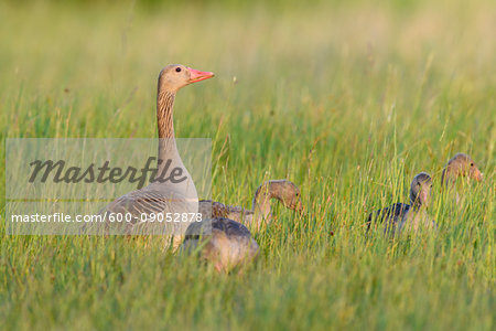 Female greylag goose (Anser anser) with her young offspring standing in a grassy field at Lake Neusiedl in Burgenland, Austria