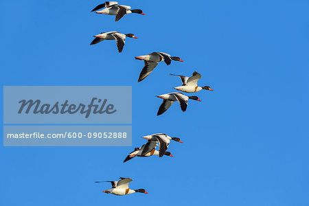 Flock of common shelducks (Tadorna tadorna) in flight against blue sky at Lake Neusiedl in Burgenland, Austria Flock of common shelducks (Tadorna tadorna) in flight against blue sky at Lake Neusiedl in Burgenland, Austria