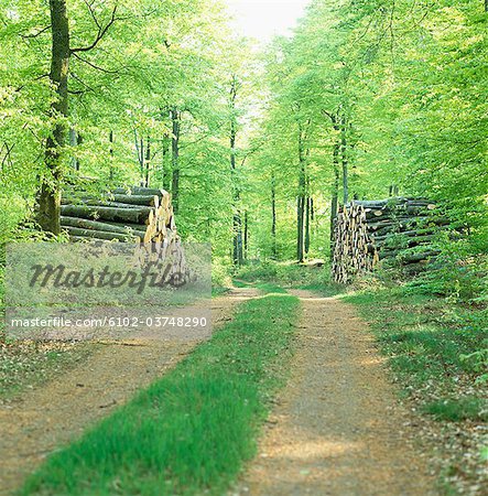 A road in a forest.