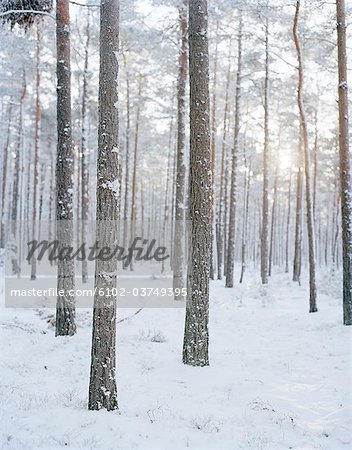 Snow in a pine forest.