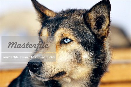 A draught dog, close-up, Svalbard Norway.